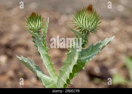 Cardo di cotone (Onopordon acanthium) Foto Stock