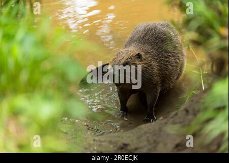 Castore europeo (fibra di Castor), Rosenheim, Baviera, Germania Foto Stock