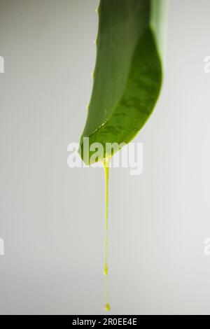 Pianta di aloe, pianta di aloe, primo piano di una pianta di aloe, Salute della pianta natura benessere Foto Stock