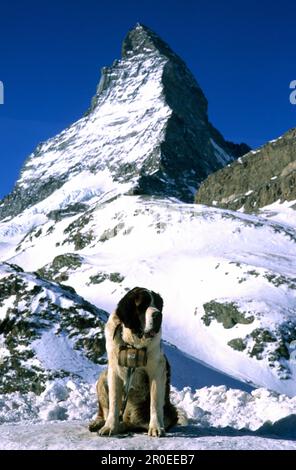 San Bernardo posa davanti al Cervino 4478m, Zermatt, Svizzera Foto Stock