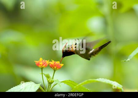 Tufted Coquette (Lophornis ornatus) maschio adulto, in volo, nutrirsi a flower, Trinidad, Trinidad e Tobago Foto Stock