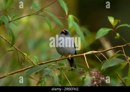 Solitario nero (Myadestes melanops) adulto, arroccato su ramo, Costa Rica Foto Stock