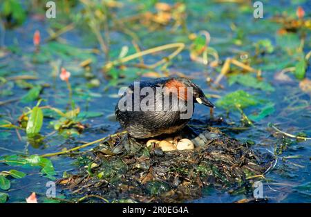 Podiceps ruficollis, piccolo grebe (Tachybaptus ruficollis), animali, Uccelli, Grebe, piccolo Grebe Adulto a nido, circa coprire le uova Foto Stock