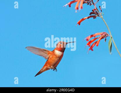 Rufous Hummingbird (Selasforus rufus) maschio adulto, in volo, che si aggirano a fiori, New Mexico (U.) S. A Foto Stock