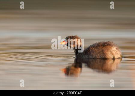 Pulcino piccolo Grebe (Tachybaptus ruficollis), nuoto su stagno, Norfolk, Inghilterra, Regno Unito Foto Stock