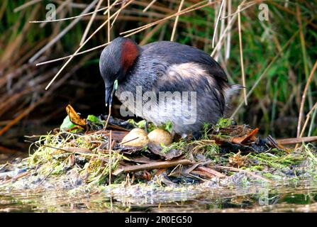 Little Grebe (Tachybaptus ruficollis) Adulto al nido, uova di adattamento, Norfolk, Inghilterra, Regno Unito Foto Stock