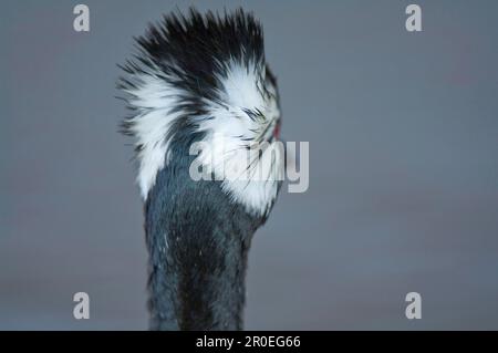 Grebe adulto con tufted bianco (Rollandia rolland), primo piano della parte posteriore della testa e del collo, Pebble Island, West Falklands Foto Stock