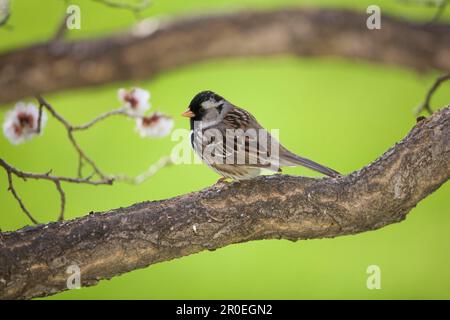 Harris's Sparrow (Zonotrichia querula) adulto, arroccato su ramo, North Dakota (U.) S. A Foto Stock