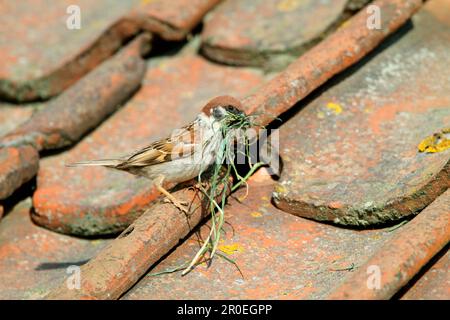 Passero eurasiatico (Passer montanus) adulto, con materiale di nidificazione, nido in piastrelle del centro visitatori, scogliere di Bempton, Yorkshire, Inghilterra Foto Stock