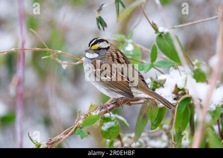 Passero dalla gola bianca (Zonotrichia albicollis) adulto, utricularia ocroleuca (U.) (U.) S. A. Inverno Foto Stock