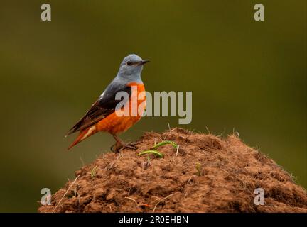 Rufous-tail Rock-thrush (Monticola saxatilis) maschio adulto, in piedi sul tumulo, Ili-Alatau N. P. Almaty, Kazakhstan Foto Stock