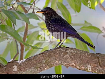 Porpora di fischio, porpora di fischio, songbirds, animali, uccelli, Sibilo-mughetto blu (Myiophonus caeruleus) adulto, arroccato a nord Foto Stock