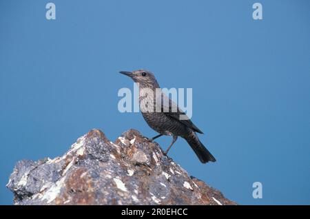 Blue blue rock thrush (Monticola solitarius) femmina sulle rocce, Lesvos (S), aprile, Grecia Foto Stock