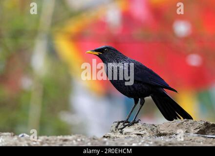 Sibilo-mughetto blu (Myiophonus caeruleus) adulto, in piedi con bandiere di preghiera sullo sfondo, Yunnan, Cina Foto Stock