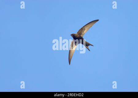 Common Swift (Apus apus) adulto, in volo, Suffolk, Inghilterra, Regno Unito Foto Stock