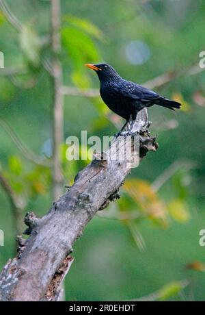 Sibilo-mughetto blu (Myiophonus caeruleus) adulto, arroccato su ramo morto, Doi Inthanon N. P. Thailandia Foto Stock