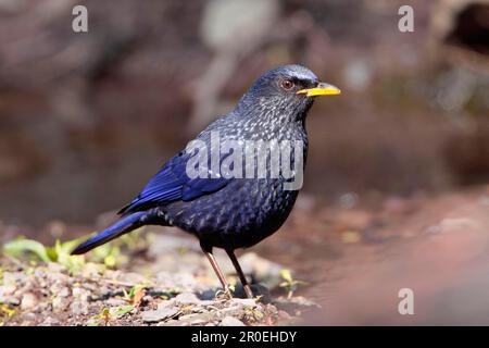 Sibilo-mughetto blu (Myiophonus caeruleus) adulto, in piedi sul terreno, Sattal, Uttarakhand, India Foto Stock