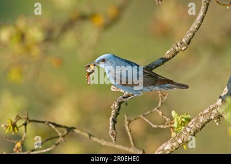 Blue rock thrush (Monticola solitarius) maschio che porta cibo al nido, sotto il Monastero di Ipsilou, Lesvos Foto Stock