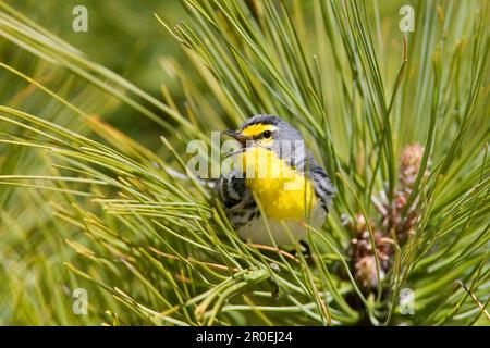 Grazia Warbler (Dendroica graciae), Arizona Warbler, songbirds, animali, uccelli, Grace's Warbler adulto maschio, cantando, arroccato su pino utricularia Foto Stock