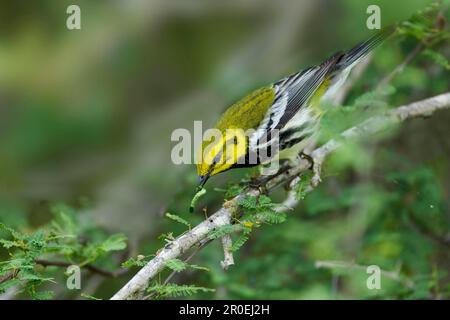 Nero-gola Green Warbler (Dendroica virens) maschio adulto, con bruco in becco, South Padre Island, Texas (U.) S. A Foto Stock