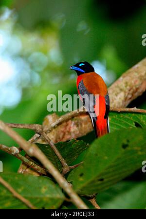 trogon (Harpactes duvaucelii), uomo adulto, seduto su un ramo, Sabah, Borneo, Malesia Foto Stock