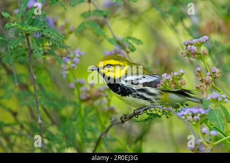 Nero-gola Green Warbler (Dendroica virens) maschio adulto, arroccato su stelo, South Padre Island, Texas (U.) S. A Foto Stock