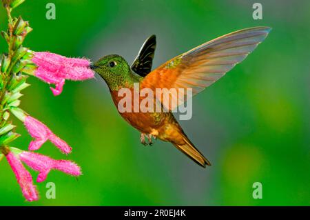 Hummingbird dalle ventre rosse, coronet castagna (Boissonneaua matthewsii), Hummingbird dalle ventre rosse, Hummingbird dalla coda di cannella, Hummingbird Foto Stock