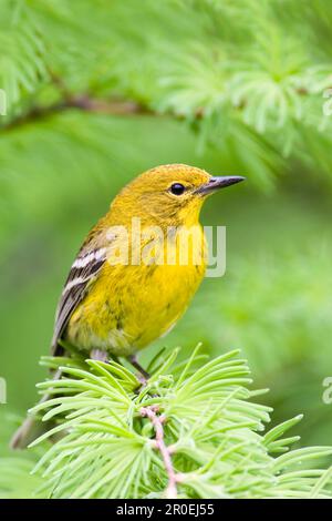 Larice di pino (Dendroica pinus), uccelli canori, animali, Uccelli, larice di pino adulto, Arroccato su utricularia ocroleuca (U.) (U.) S. A Foto Stock