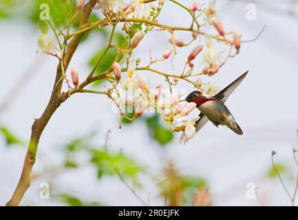 Colibrì d'ape (Melissuga helenae), maschio adulto, in volo, che si nuora e si nuora sul nettare dei fiori, il più piccolo uccello del mondo, la penisola di Zapata Foto Stock
