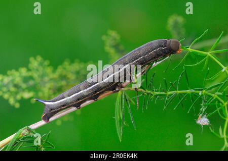 Hummingbird Hawkmoth (Macroglossum stellatarum) completamente cresciuto instar larva finale, nutrendo su bedspilled, Oxfordshire, Inghilterra, Regno Unito Foto Stock