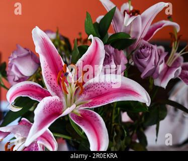 Primo piano di fiore di giglio rosa e bianco con rose viola e gigli in un bouquet, sfondo parete arancione. Foto Stock