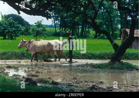 Uomo che arava una risaia di riso, Sitamarhi, Muzaffarpur, Bihar, India, Asia Foto Stock