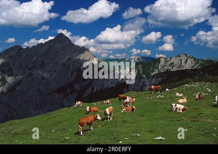 Mucche in un prato alpino dei monti Karwendel, delle Alpi bavaresi, dell'alta Baviera, della Baviera, della Germania, Europa Foto Stock