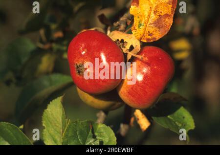 Reife Aepfel am Baum, Lamedo, Picos de Europa Cantabria, Spanien Foto Stock