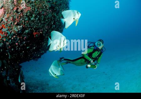 Longfin Batfishes and Diver, Platax teira, Maldive, Oceano Indiano, Atollo di Meemu Foto Stock