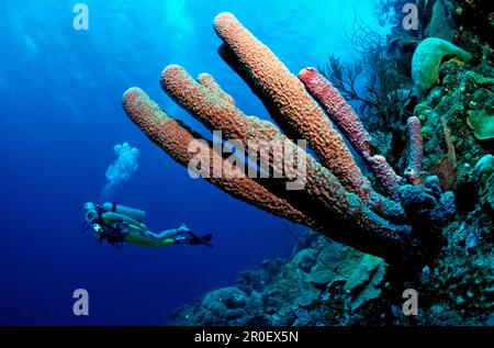 Scuba diver e spugna stovepipe di lavanda, Aplysina archeri, Dominica, Antille francesi, Mar dei Caraibi Foto Stock