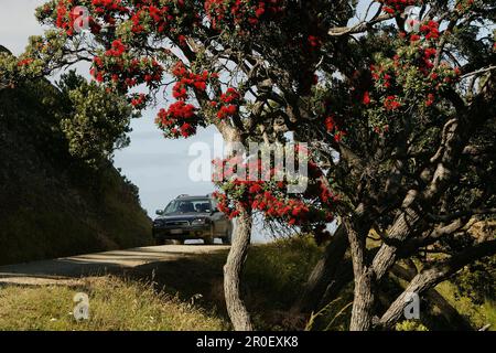 Pohutukawa, strada costiera, penisola di Coromandel, Isola del Nord, Nuova Zelanda, Coromandel Halbinsel, Costa di Pohutukawa Foto Stock