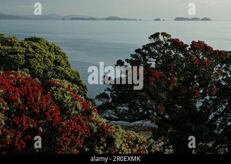 Pohutukawa, strada costiera, penisola di Coromandel, Isola del Nord, Nuova Zelanda, Coromandel Halbinsel, Costa di Pohutukawa Foto Stock