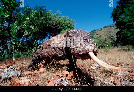 Drago di Komodo nel suo ambiente naturale, Varanus komodoensis, Indonesia, Komodo, Parco Nazionale di Komodo Foto Stock