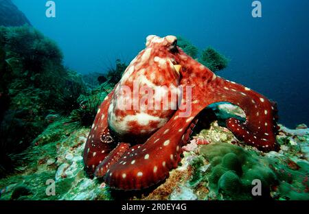 Indo-Pacific Day-Octopus foraging, Octopus cyanea, Birmania, Myanmar, Birma, Oceano Indiano, Mare delle Andamane Foto Stock