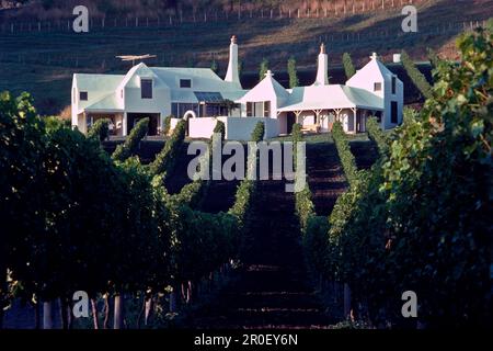 Vigneto e te Mata cantina Havelock Nord in the Sunlight, Hawkes Bay, North Island, Nuova Zelanda, Oceania Foto Stock