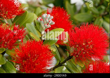 Fiore di Pohutukawa, (rata) primo piano, fiori rossi, albero nativo di Pohutukawa, Nuova Zelanda Foto Stock