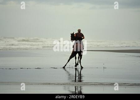 Cavalli da corsa allenati sulla spiaggia, cavalli da corsa sulla spiaggia di Karioitahi a sud di Auckland, Isola del Nord, Nuova Zelanda Foto Stock