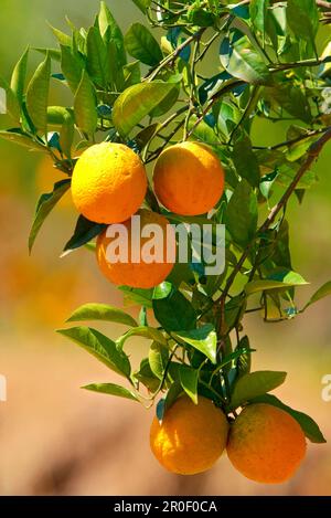 Arance con arance, Peloponnes, Grecia Foto Stock