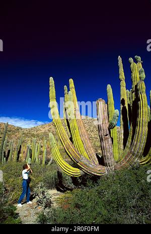 Donna che scatta una fotografia di un cactus gigante, Isla Catalan, Baja California Messico, America Centrale, America Foto Stock