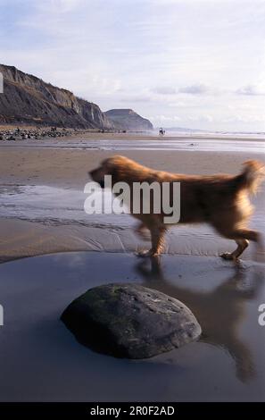 Cane da corsa sulla spiaggia, Dorset, Gran Bretagna, Europa Foto Stock