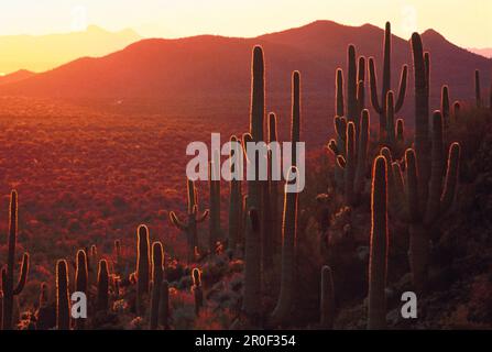 Cactus Saguaro al sole della sera, sonora Desert, Arizona, USA, America Foto Stock