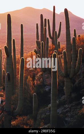 Cactus Saguaro al sole della sera, sonora Desert, Arizona, USA, America Foto Stock