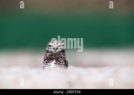 Burrowing Owl, Athene cunicularia, California, Stati Uniti, America Foto Stock