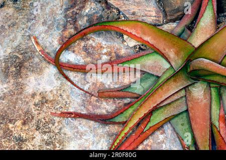 Close-up of Aloe Vera plant Foto Stock